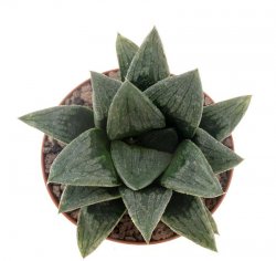 HAWORTHIA cv. Black Major ex Spain