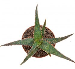 ALOE cv. Raspberry Licorice