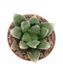 HAWORTHIA cv. Hakuteijoh