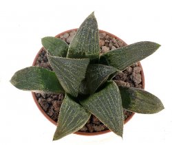 HAWORTHIA cv. Siromusha