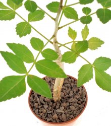 BURSERA fagaroides
