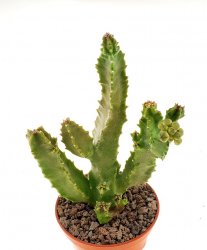 CARALLUMA shadhbana