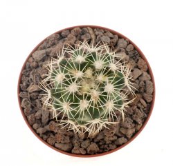 CORYPHANTHA pseudokracikii, CCG 10007, Las Pampas