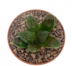 HAWORTHIA cv. Kegani x springbokvlakensis 