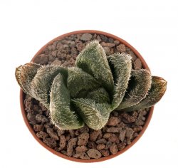 HAWORTHIA venusta cv. Shirayuki - Emaki