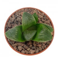 HAWORTHIA cv. Matrix