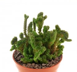 CRASSULA muscosa f. cristata