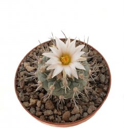 TURBINICARPUS hoferi