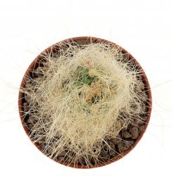 TEPHROCACTUS lagopus    