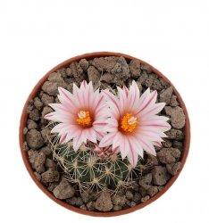 GYMNOCACTUS saueri ssp. nelisae