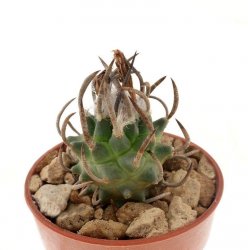 TURBINICARPUS schmiedickeanus 