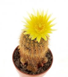 NOTOCACTUS rechensis