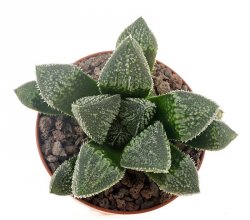 HAWORTHIA cv. Frost