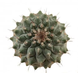 STROMBOCACTUS corregidorae