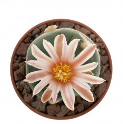 LOPHOPHORA alberto-vojtechii, VM 758