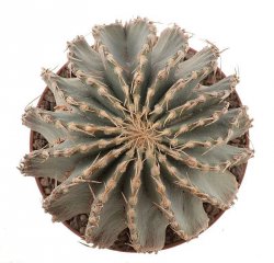 GEOHINTONIA mexicana