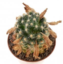 MAMMILLARIA roczekii