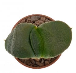 GASTERIA armstrongii