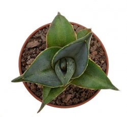 AGAVE pumila