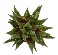 HAWORTHIA emelyae var. multifolia