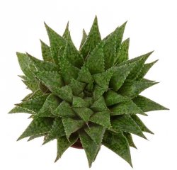 HAWORTHIA cv. Michael Cocozza