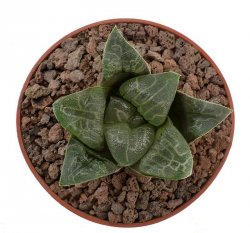 HAWORTHIA bayeri, De Rust