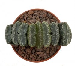 HAWORTHIA truncata cl.12 ex Hiroshi Nakatani