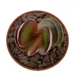 ADROMISCHUS subdistichus