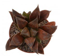 HAWORTHIA cv. Chocolate