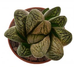 HAWORTHIA cv. Hakuya ex Hiroshi Nakatani