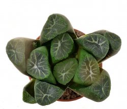 HAWORTHIA cv. Supernova ex Hiroshi Nakatani