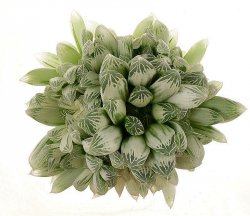 HAWORTHIA cooperi var. pilifera f. variegata