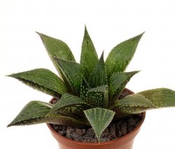 HAWORTHIA mirabilis var. paradoxa VA 6374 (HCK)