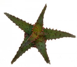 ALOE castilloniae