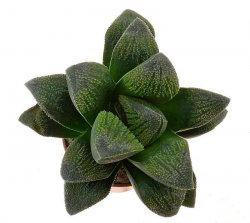 HAWORTHIA pygmaea cv. Ashura