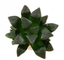 HAWORTHIA cv. Black Beauty