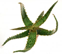 ALOE cv. Gargoyle