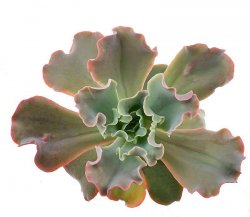 ECHEVERIA cv. Beccles giant