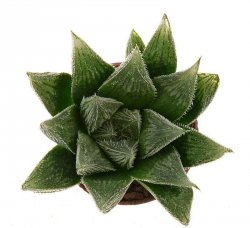 HAWORTHIA cv. Kegani x venusta ex Exotica