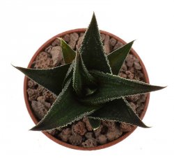 HAWORTHIA nigra