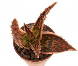 ALOE cv. DZ