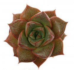 ECHEVERIA purpusorum