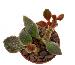 ADROMISCHUS marianae cv. Coffee Bean