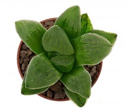 HAWORTHIA pygmaea var. crystallina