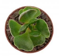 ADROMISCHUS cristatus DT4777 