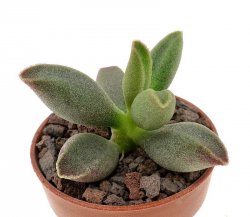 ADROMISCHUS marianae f. alveolatus ex Esoticando