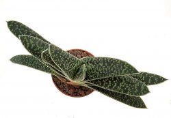 GASTERIA cv. Van Damme