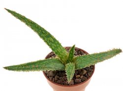 ALOE cv. Dragon