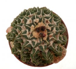 ARIOCARPUS kotschoubeyanus var. elephantides