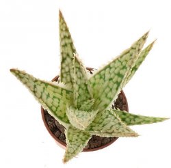 ALOE cv. Diego